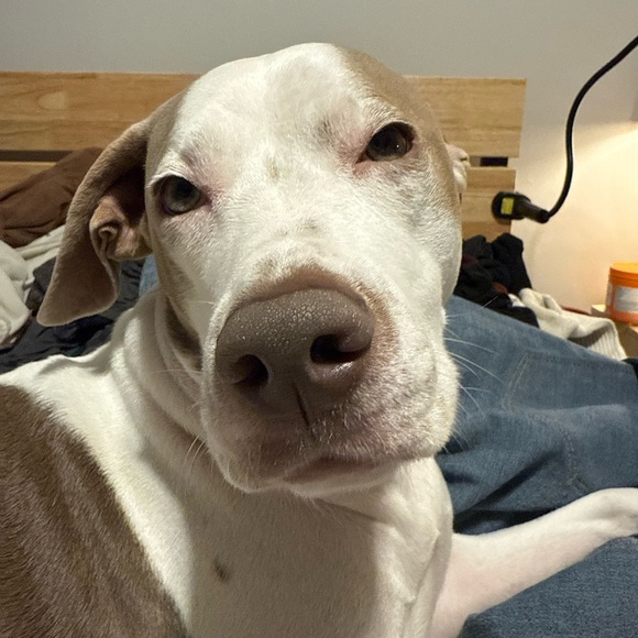 Bowie’s Treat Jar +Free Shipping!! - Picture 4 of 15